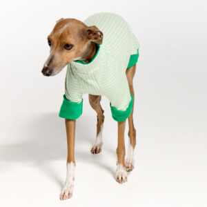 Italian Greyhound Clothing | Whippet Clothing