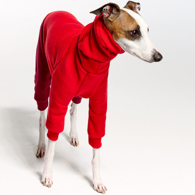 Royal Hound | Italian Greyhound Clothing