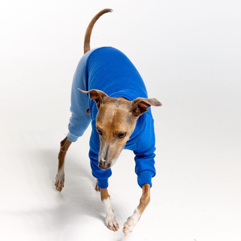 Royal Hound | Italian Greyhound Clothing