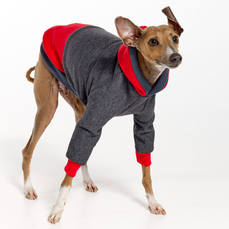 Italian Greyhound Clothing | Whippet Clothing | Royal Hound