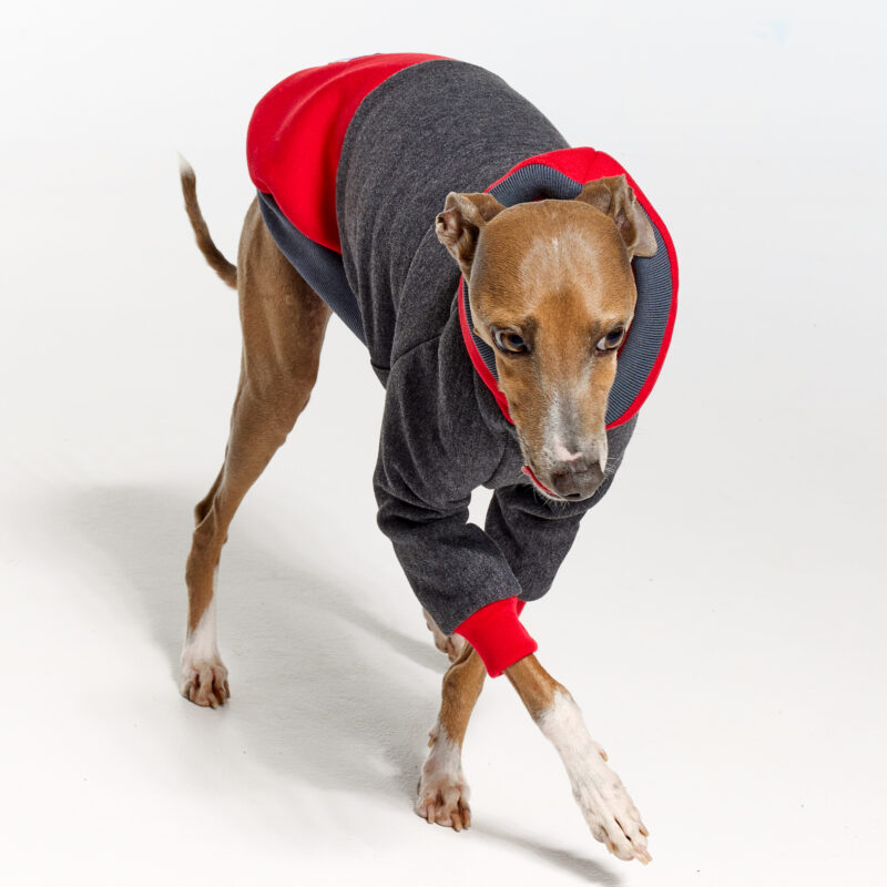 Italian Greyhound Clothing | Whippet Clothing | Royal Hound