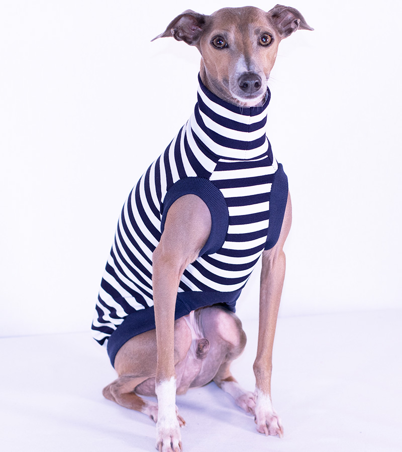 clothes for italian greyhound dogs