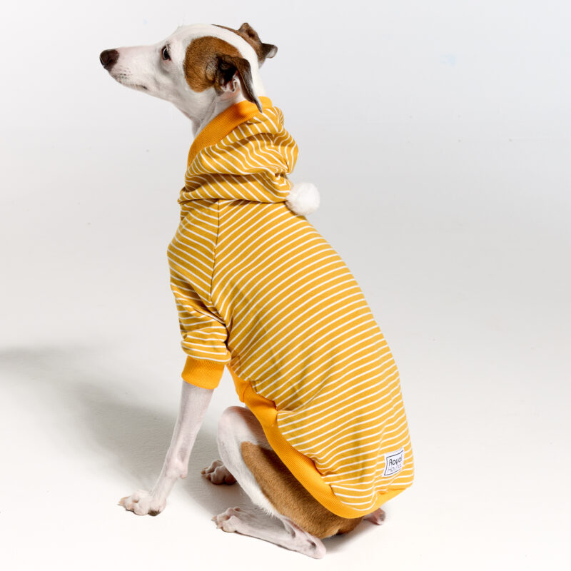 Italian Greyhound Clothing and Whippet Clothing