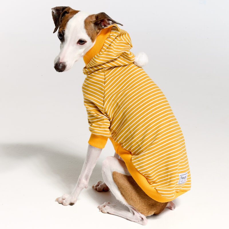 Italian Greyhound Clothing and Whippet Clothing