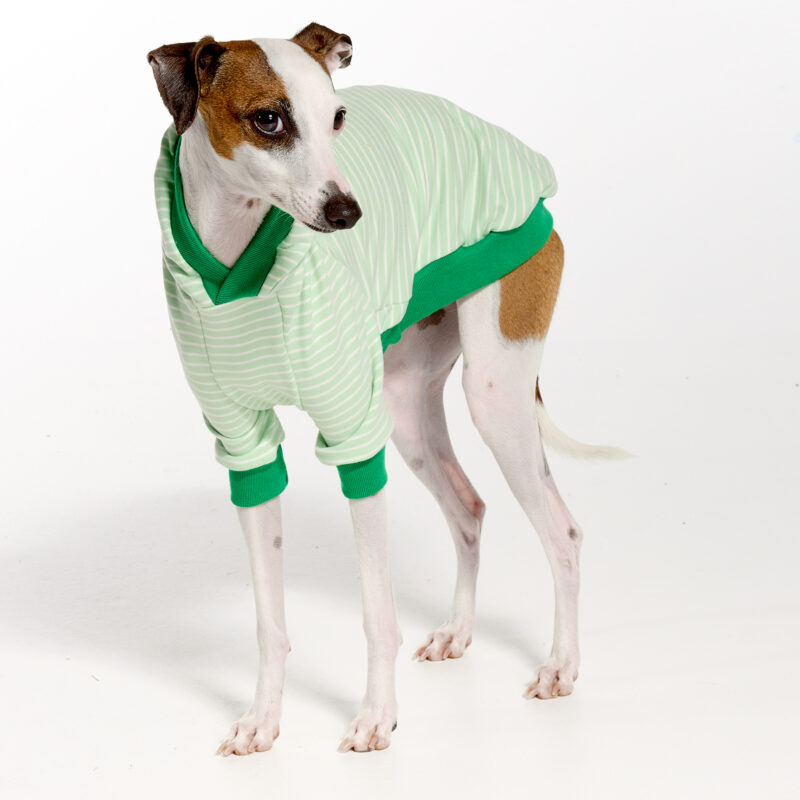 Italian Greyhound Clothing and Whippet Clothing