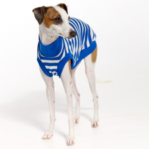 Italian Greyhound Clothing | Royal Hound | Belle