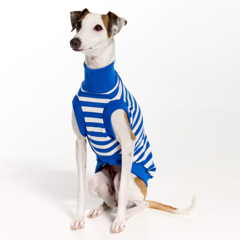 Italian Greyhound Clothing | Royal Hound | Belle