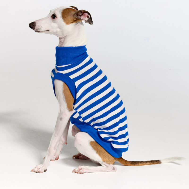 Italian Greyhound Clothing | Royal Hound | Belle