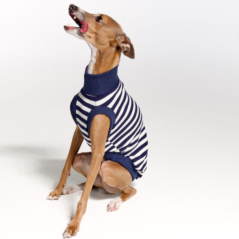 Italian Greyhound Clothing | Royal Hound | Belle