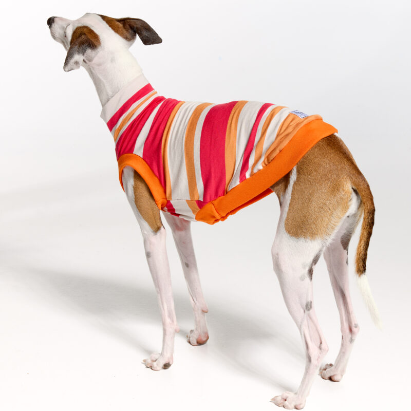 Italian Greyhound Clothing | Royal Hound | Lilly