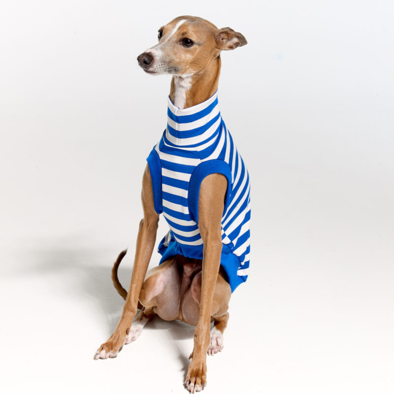 Italian Greyhound Clothing | Royal Hound | Belle