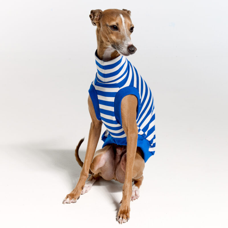 Italian Greyhound Clothing | Royal Hound | Belle