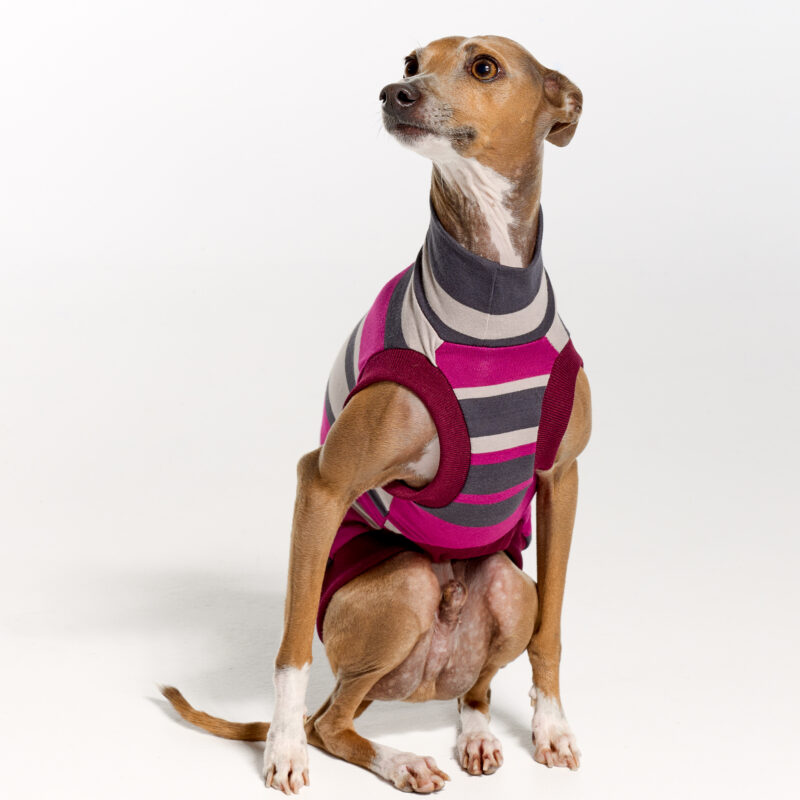 Italian Greyhound Clothing | Royal Hound | Lilly