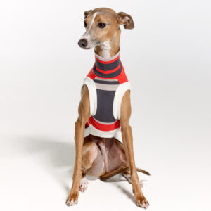 Italian Greyhound Clothing | Royal Hound | Lilly