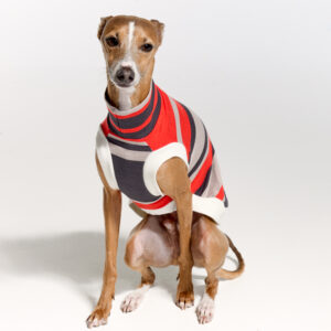 Italian Greyhound Clothing | Royal Hound | Lilly