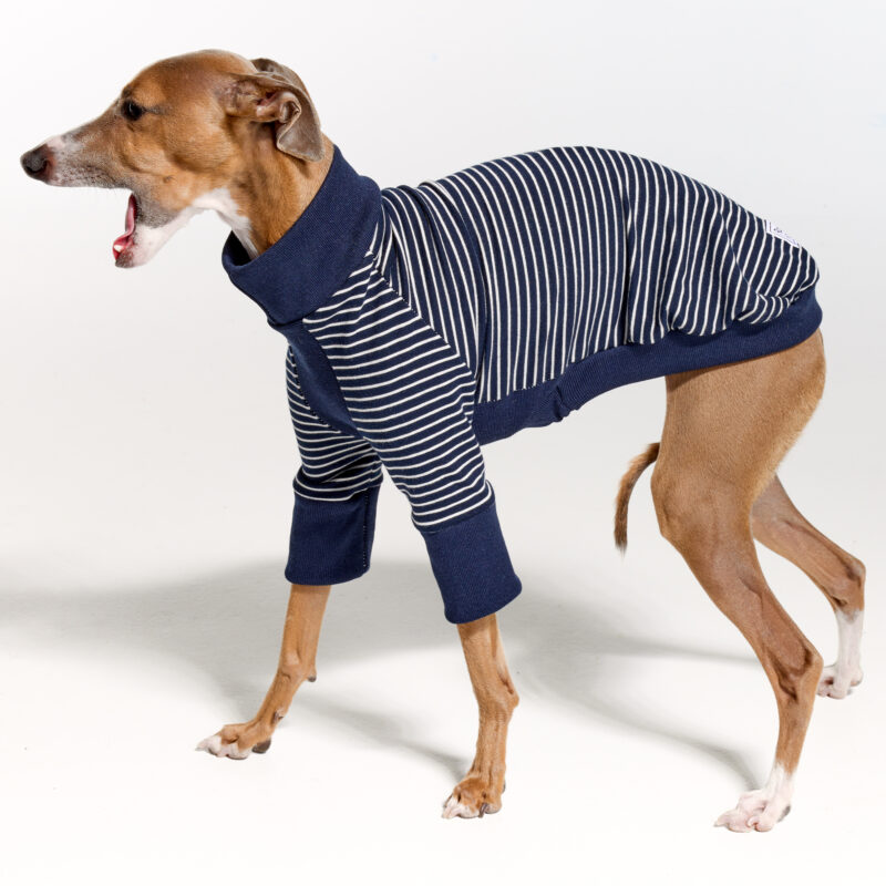 Italian Greyhound Suits | Whippet Suits