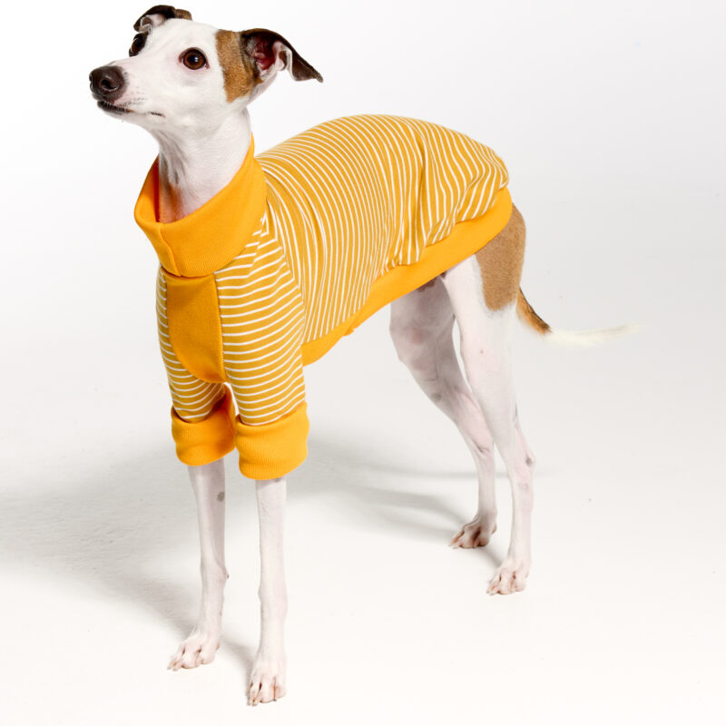 Italian Greyhound Suits | Whippet Suits