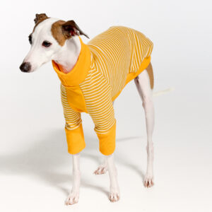 Italian Greyhound Suits | Whippet Suits