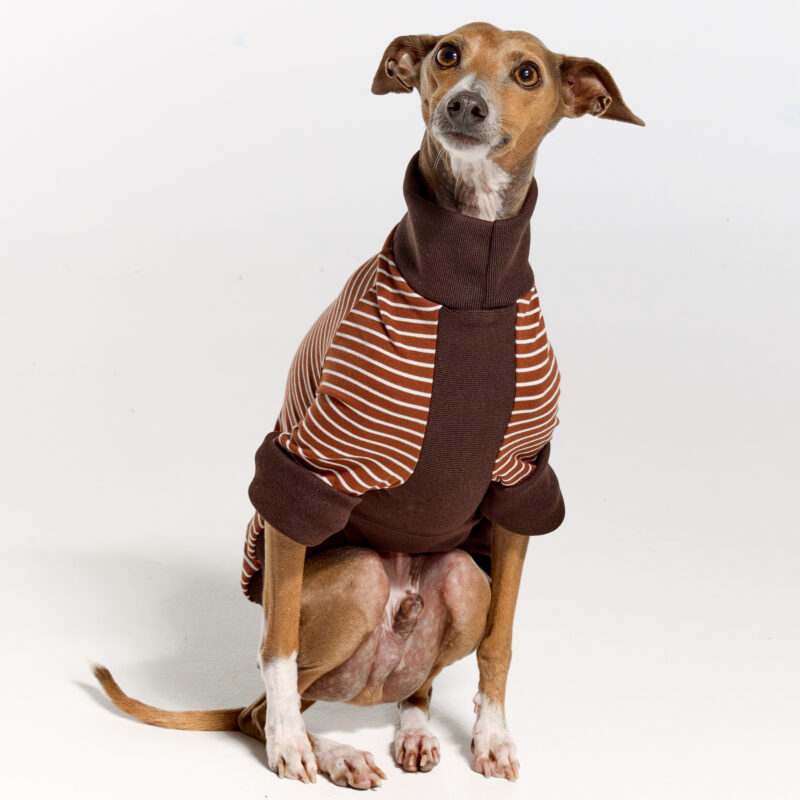 Italian Greyhound Suits | Whippet Suits