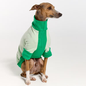 Italian Greyhound Suits | Whippet Suits