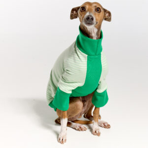 Italian Greyhound Suits | Whippet Suits