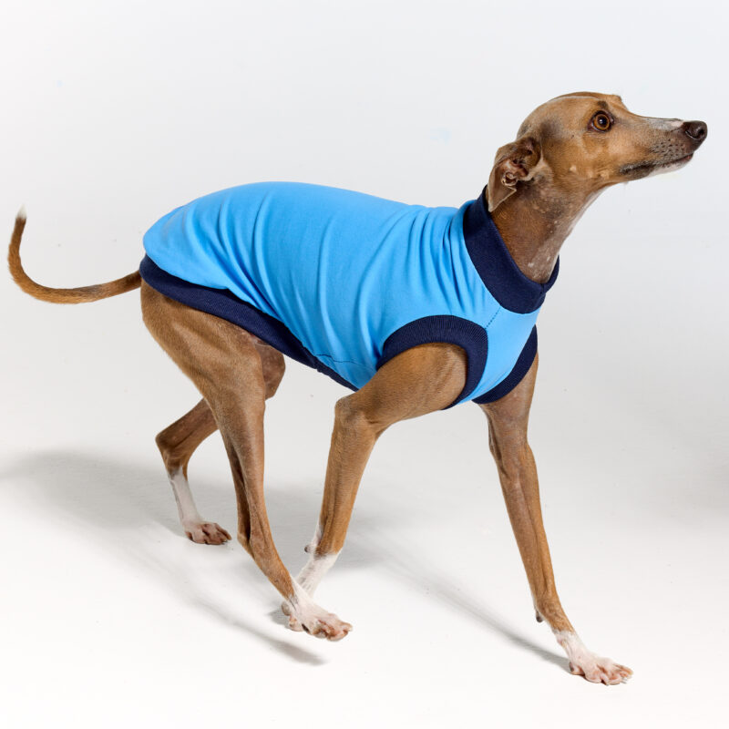 UV Suite for Italian Greyhounds & Whippets | Royal Hound