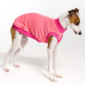 UV Suite for Italian Greyhounds & Whippets | Royal Hound