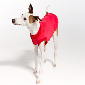 UV Suite for Italian Greyhounds & Whippets | Royal Hound