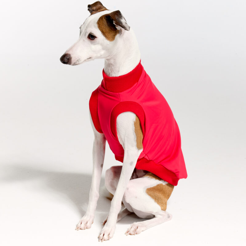 UV Suite for Italian Greyhounds & Whippets | Royal Hound