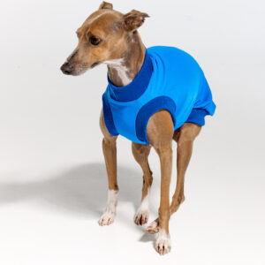 UV Suite for Italian Greyhounds & Whippets | Royal Hound