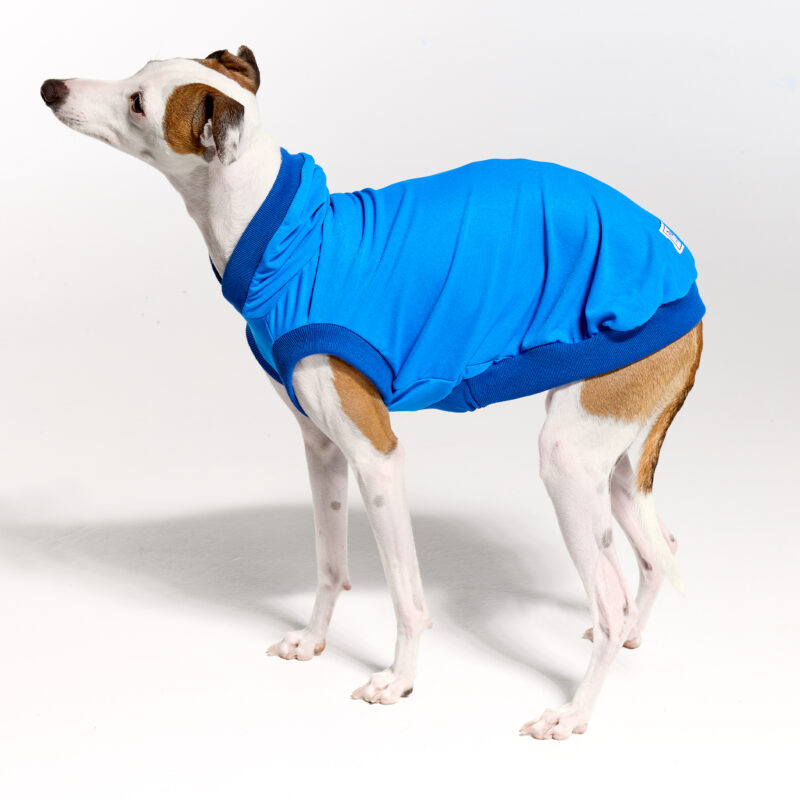 Sleeves UV Hoodie Suit for Italian Greyhound | Royal Hound