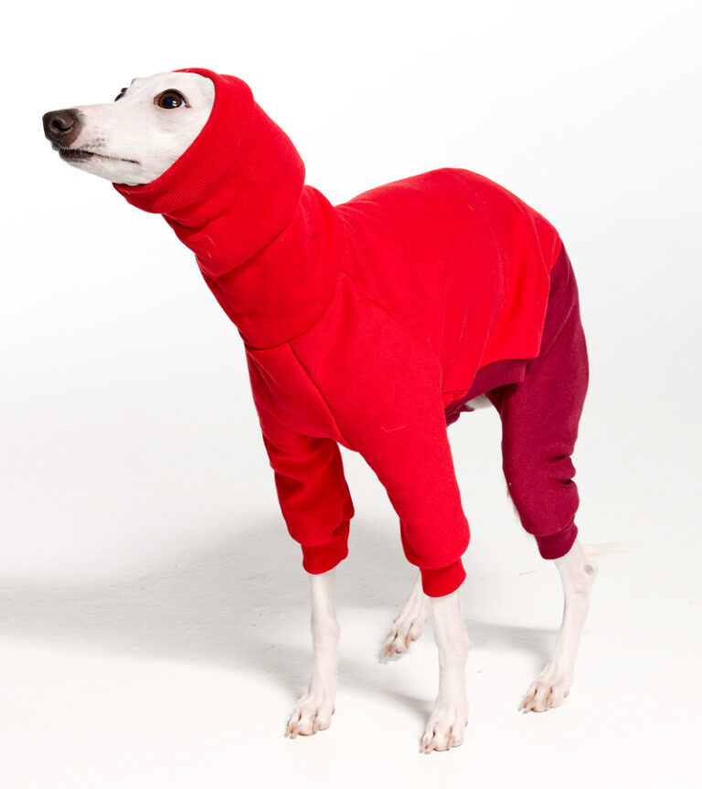 Italian Greyhound Clothing & Iggy Clothing at Royal Hound Clothing