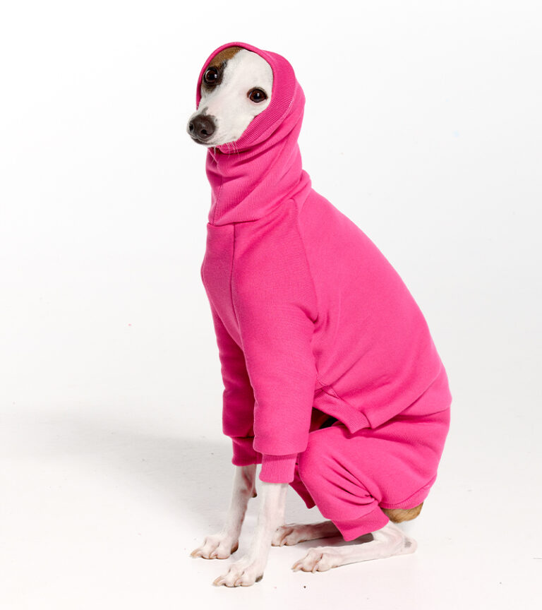 Italian Greyhound Clothing & Iggy Clothing at Royal Hound Clothing