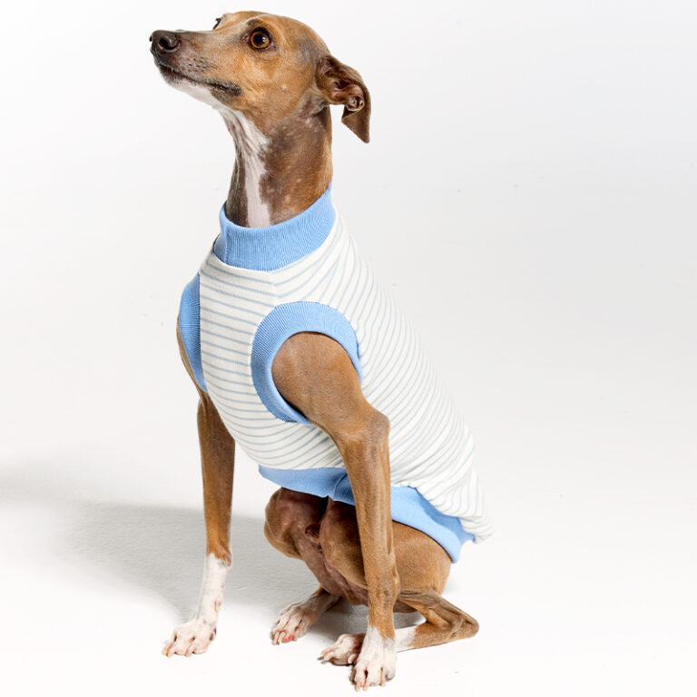 Malibu Sleeveless Ribneck Baby Blue Clothes for Italian Greyhounds
