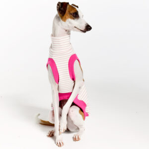 Italian Greyhound Clothing | Royal Hound