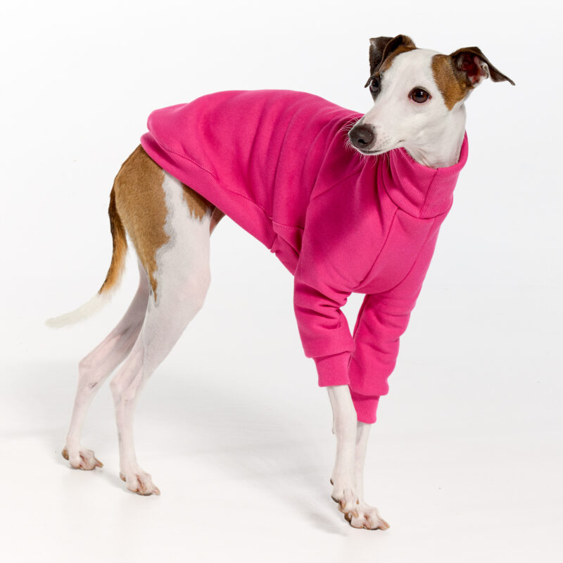 Pink Italian Greyhound Clothing and Whippet Clothing