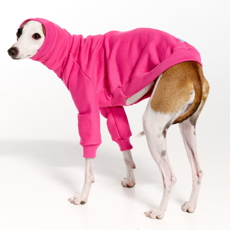 Pink Italian Greyhound Clothing and Whippet Clothing