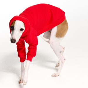 Red Italian Greyhound Clothing and Whippet Clothing