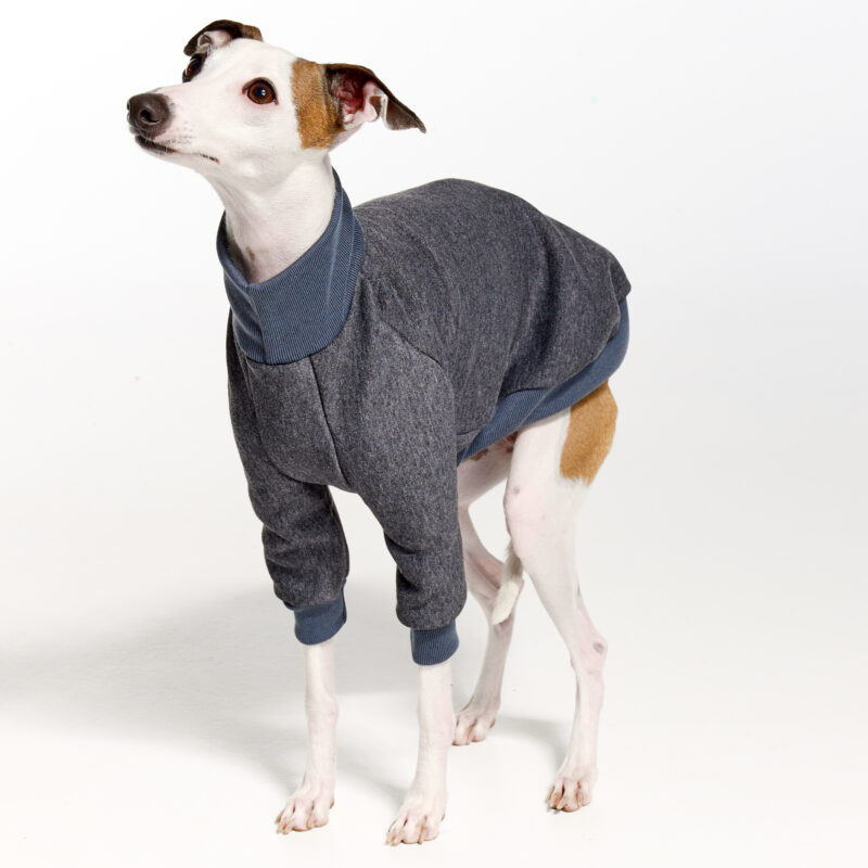 Charcoal Italian Greyhound Clothing and Whippet Clothing