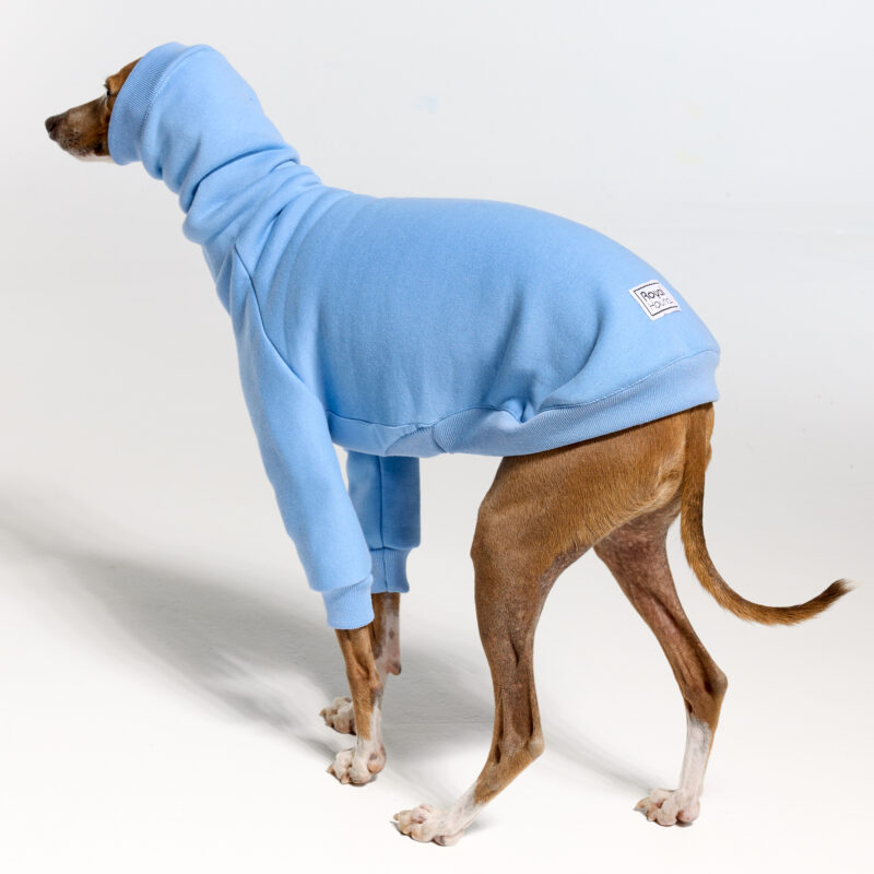 Baby Blue Italian Greyhound Clothing and Whippet Clothing