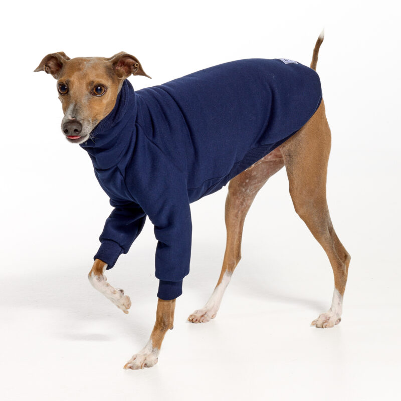 Navy Italian Greyhound Clothing and Whippet Clothing