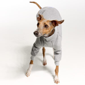 Grey Italian Greyhound Clothing and Whippet Clothing