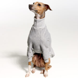 Grey Italian Greyhound Clothing and Whippet Clothing