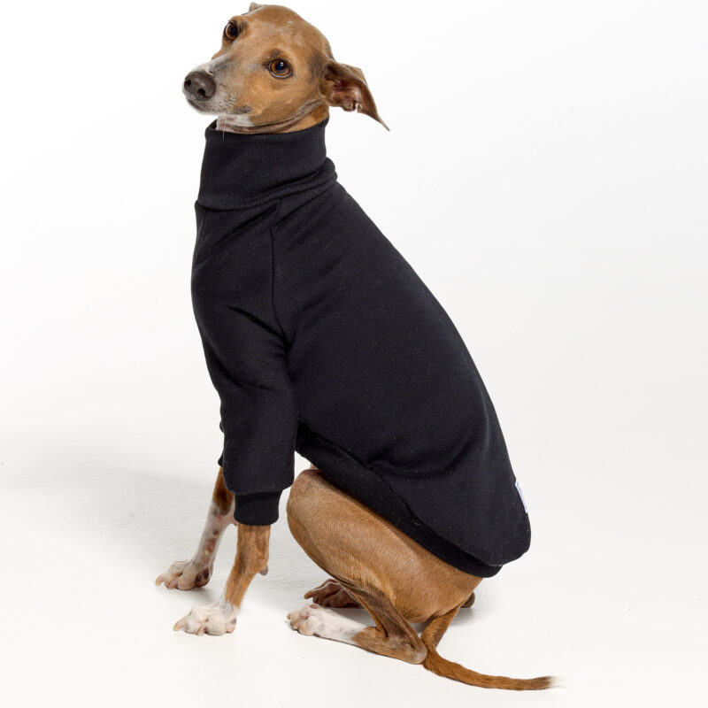 Black Italian Greyhound Clothing and Whippet Clothing