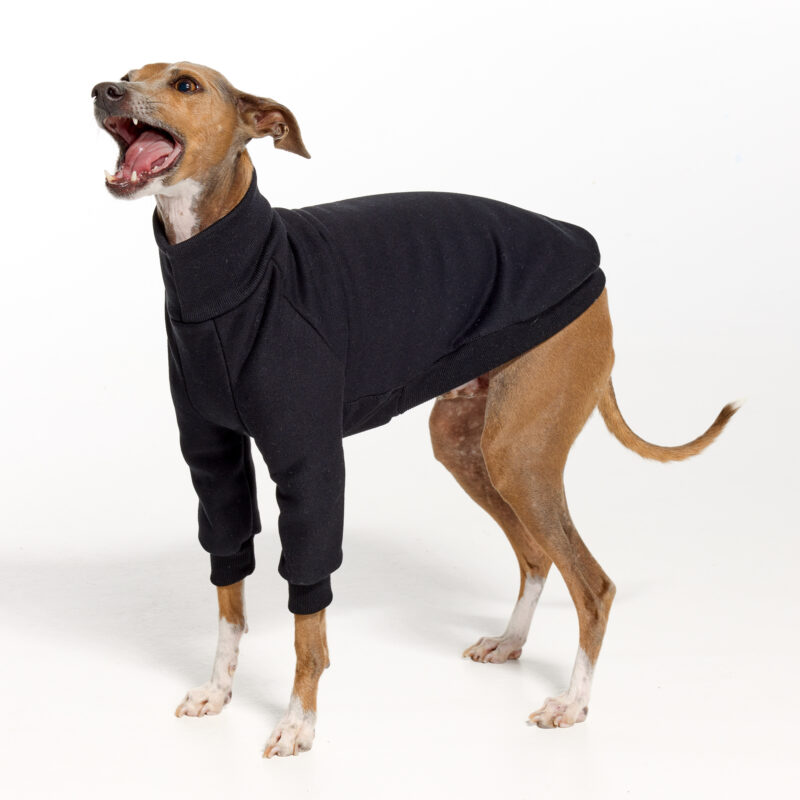 Black Italian Greyhound Clothing and Whippet Clothing