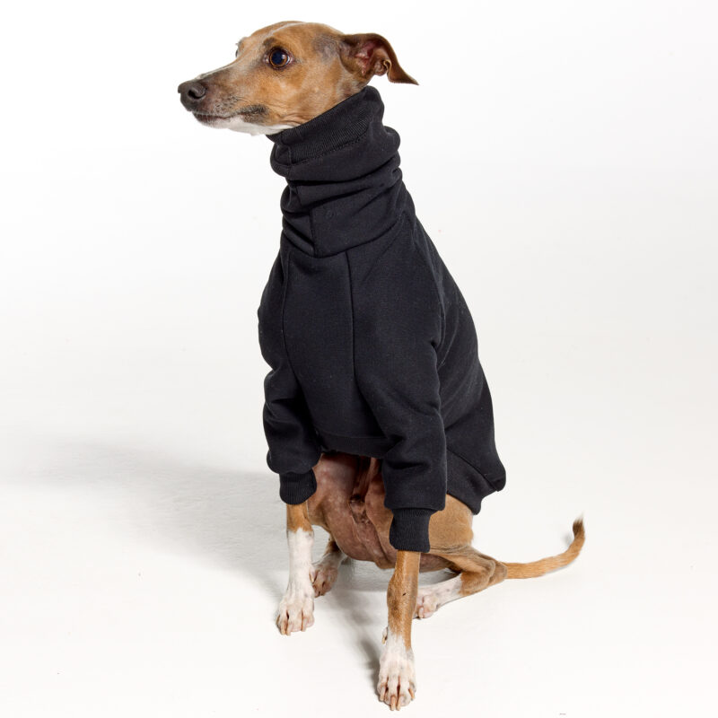 Black Italian Greyhound Clothing and Whippet Clothing