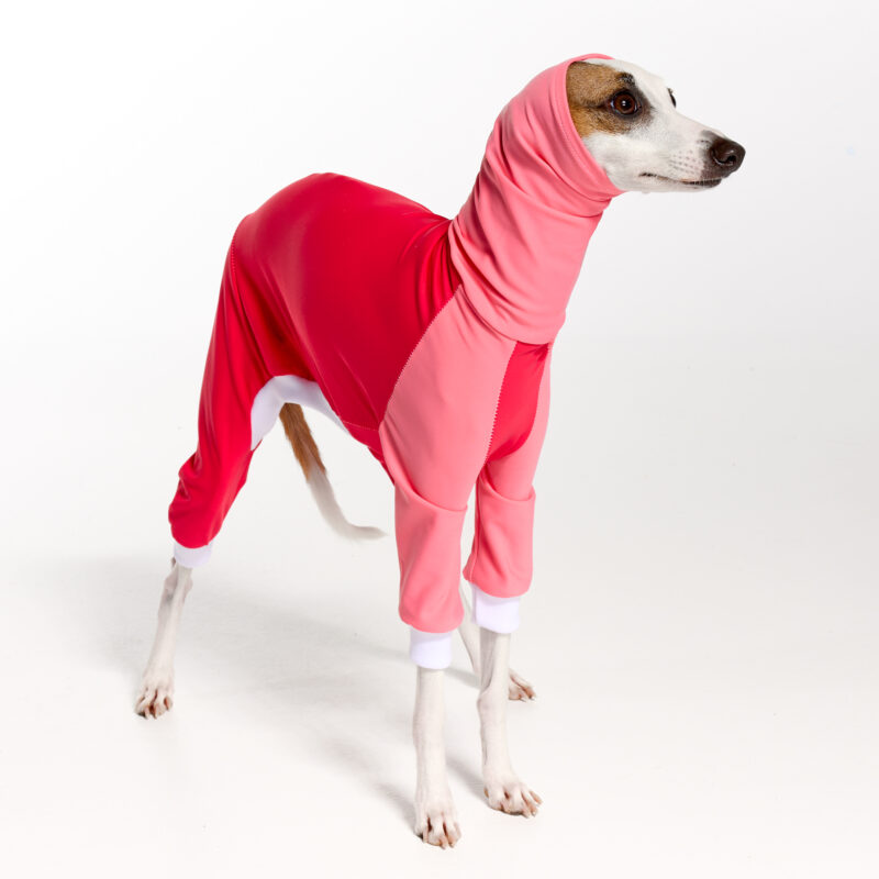 UPF5+ Italian Greyhound Clothing | Whippet Clothing UPF50+