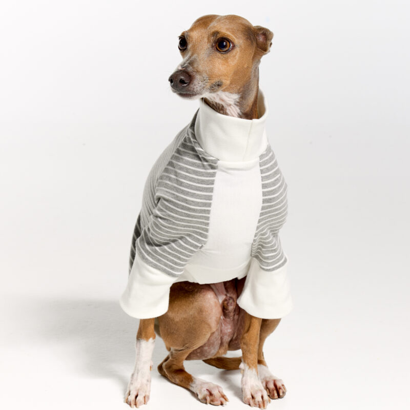 Italian Greyhound Suits | Whippet Suits