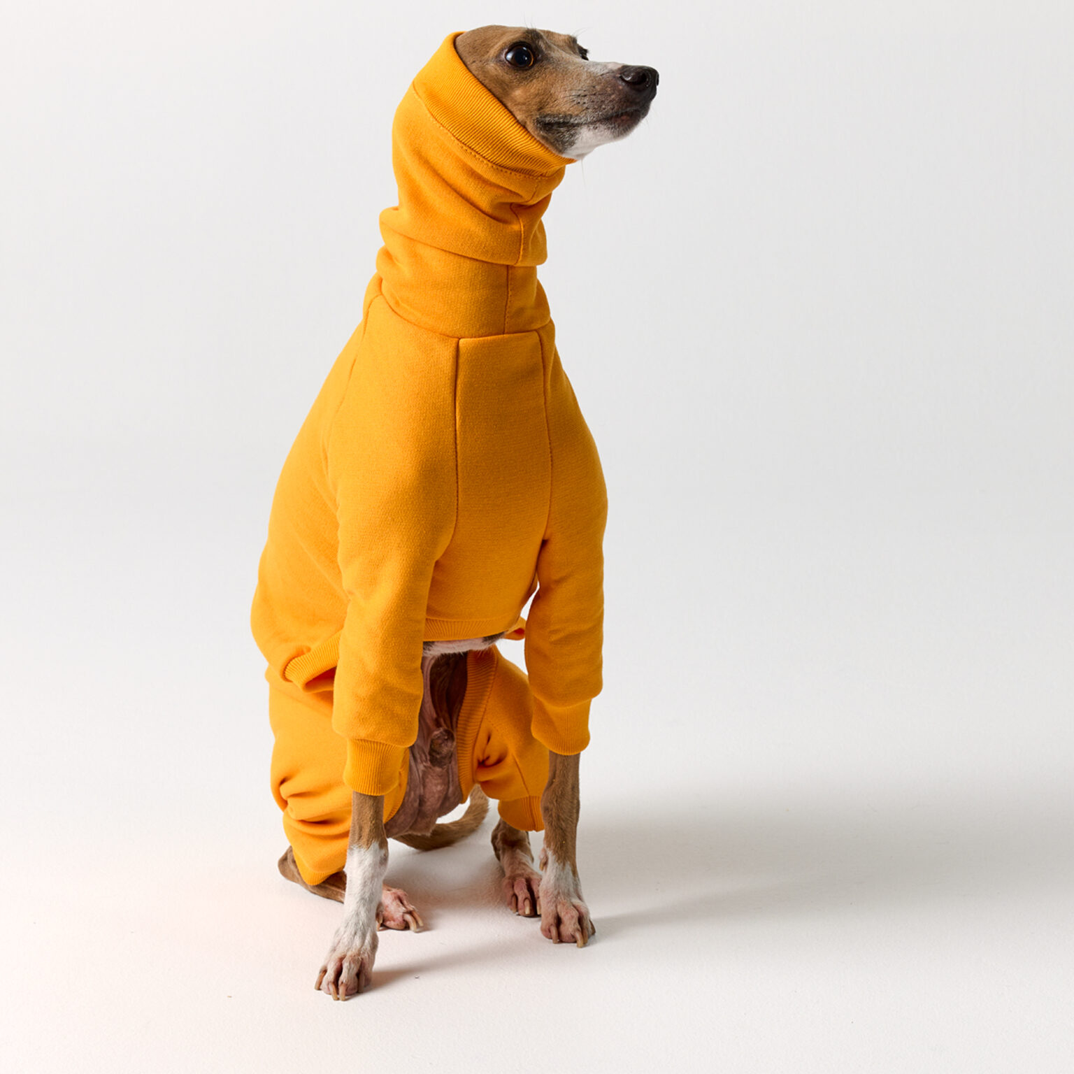 Full Suit Turtleneck Fleece Yellow Italian Greyhounds Clothes