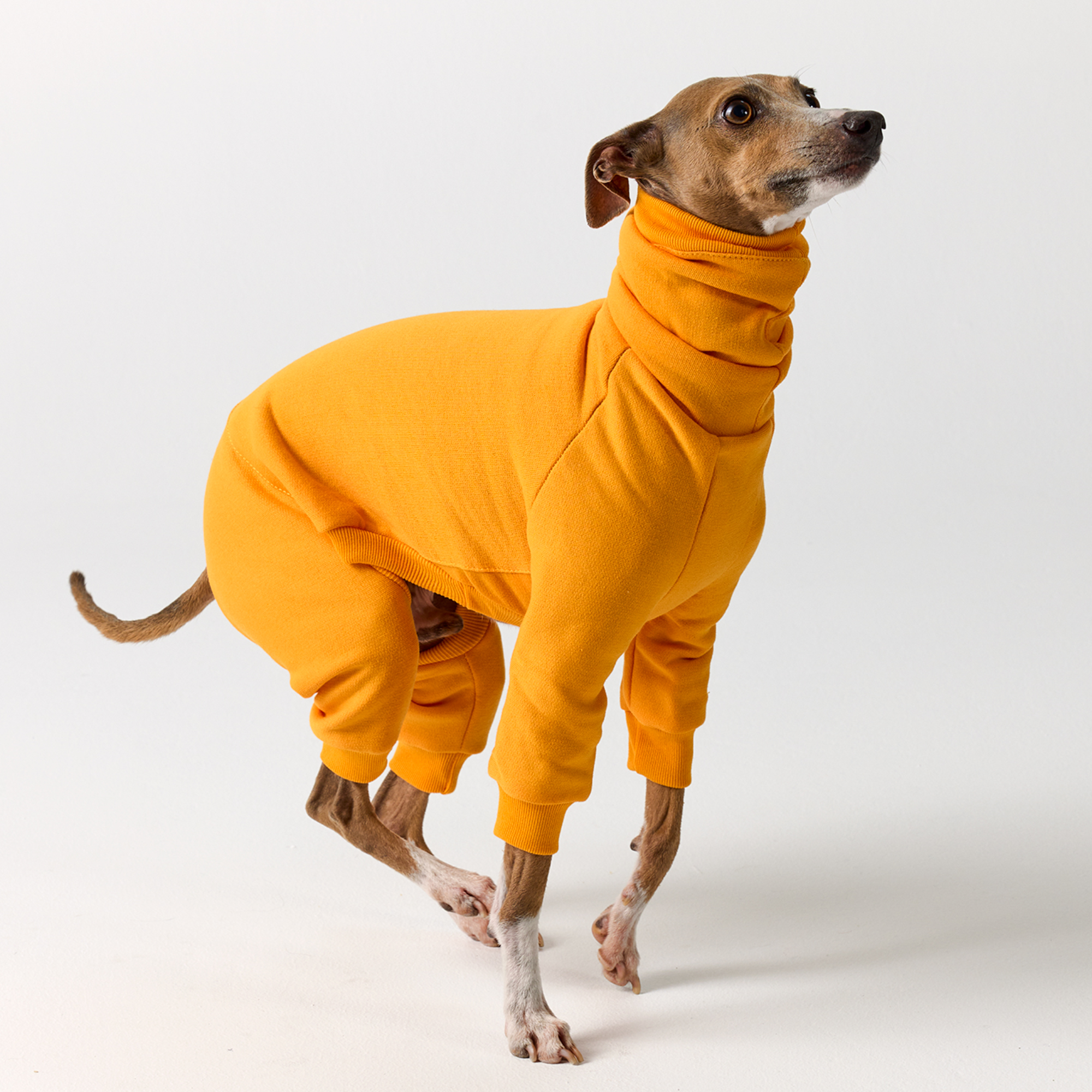 Italian Greyhound Fleece Suit